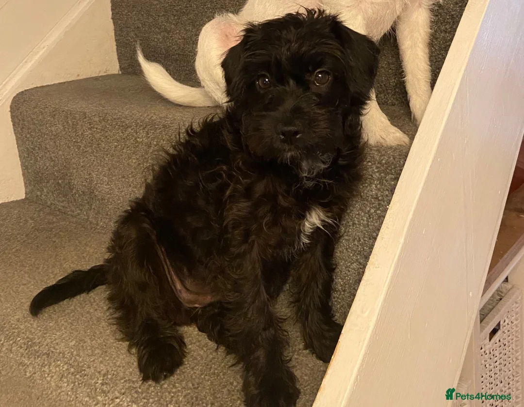 Mixed Breed dogs for sale: Miniature Poodle Cross Puppies  - Advert 2
