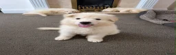 German Shepherd dogs for sale: Straight Back White German Shepherd Pups 🐶 🐕  - Advert 26