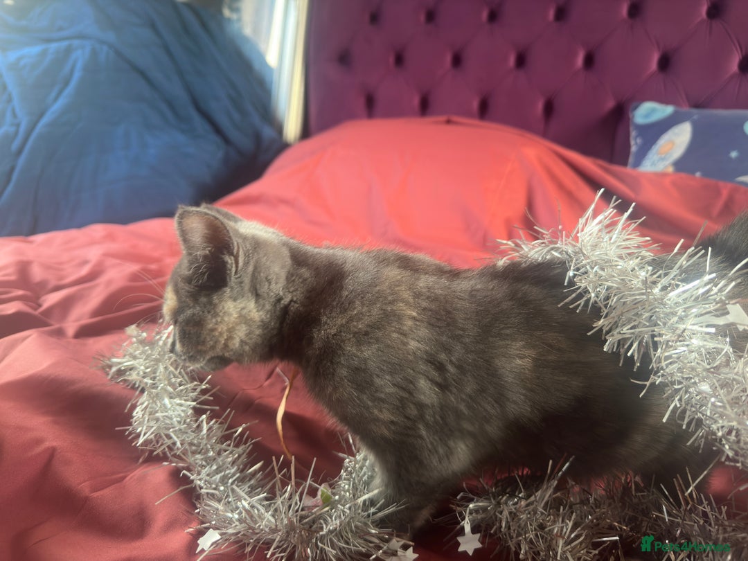 Mixed Breed cats for sale: Adorable kittens for sale - Image 5