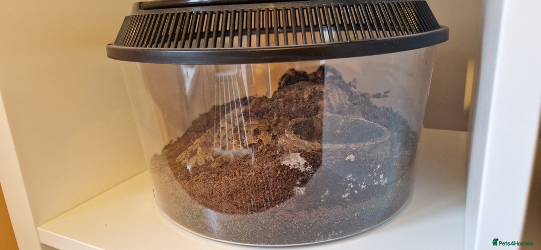 Tarantulas invertebrates for sale: Tarantulas for sale - Advert 2