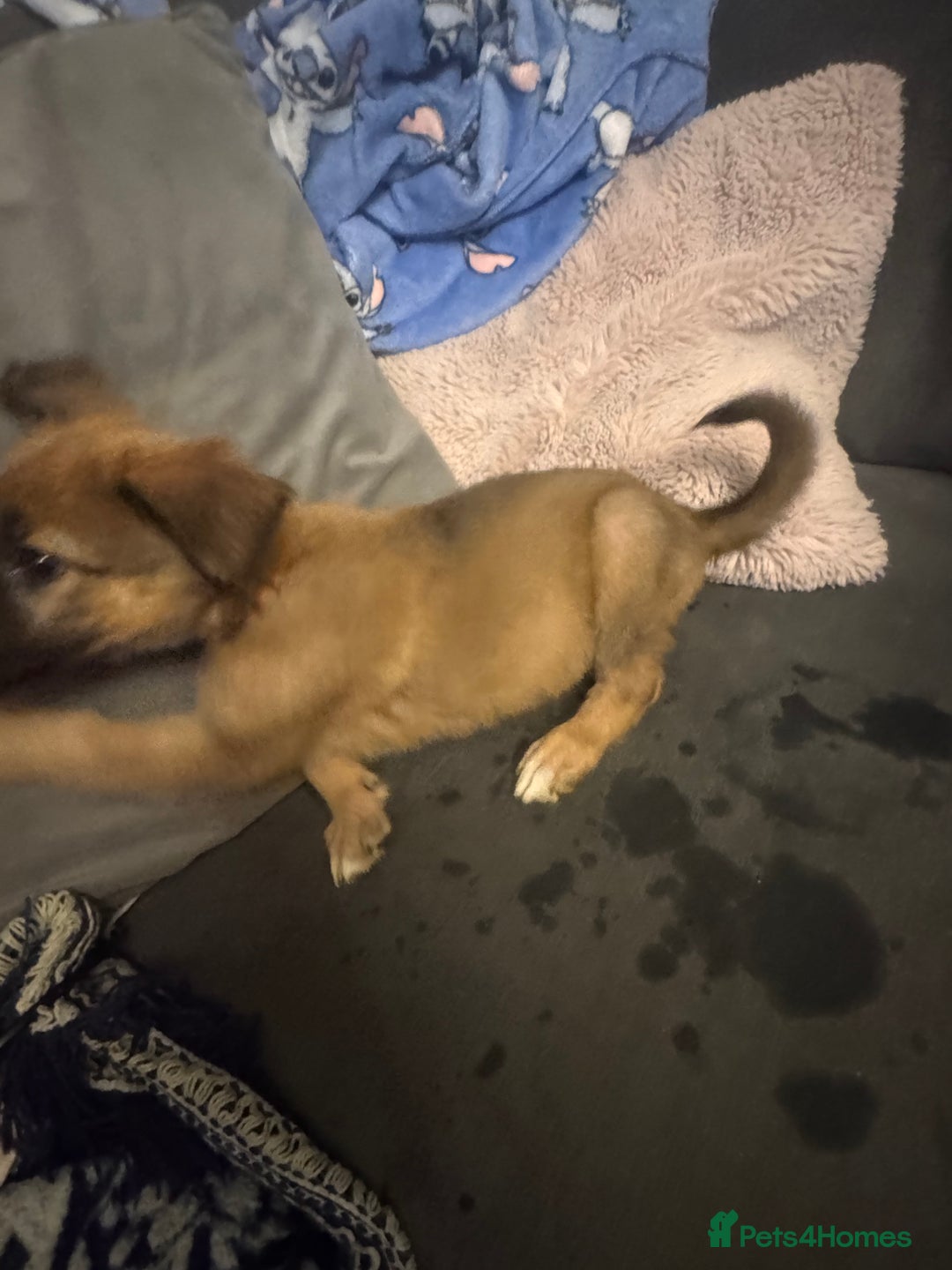 Mixed Breed dogs for sale: German Sheperd cross Lurcher Puppies - Image 14