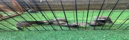 Ferret rodents for sale: Baby Ferret - Advert 11