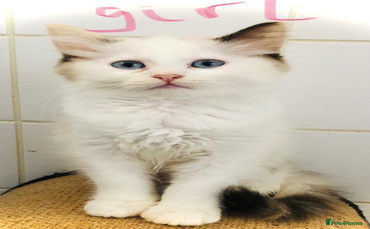British Shorthair cats - Advert 12