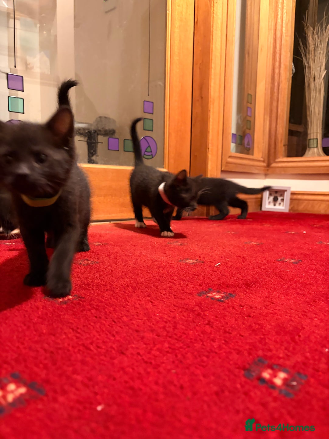 Mixed Breed cats for sale: Gorgeous kittens - Advert 11