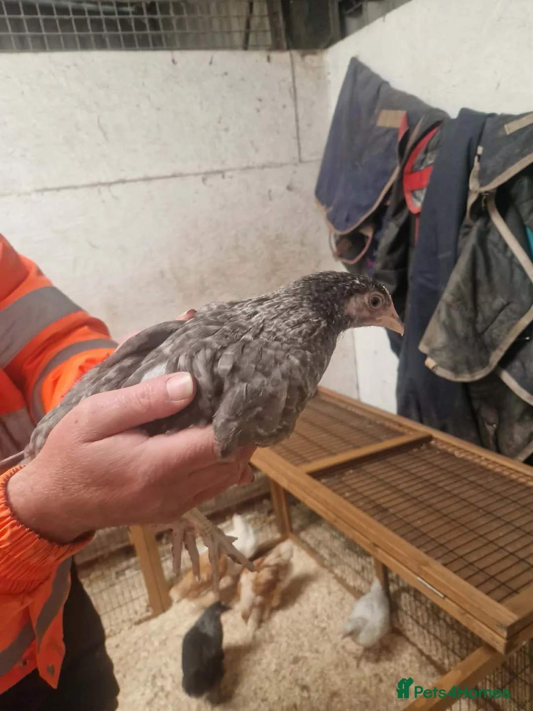 Mixed Breed poultry for sale: Stunning just off heat chicks in Sheffield - Advert 3