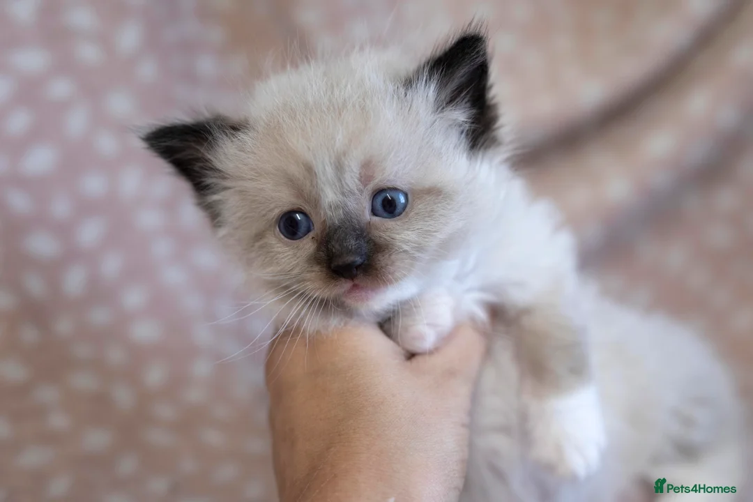 Ragdoll cats for sale: GCCF Ragdoll kittens registered pet Active  - Advert 5