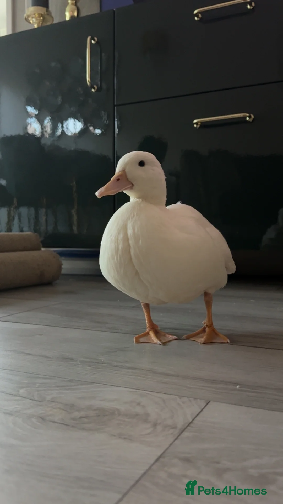 Ducks poultry for sale: Female Call Duck - Advert 1