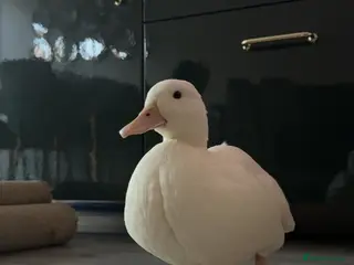 Ducks poultry Female Call Duck - Advert 11