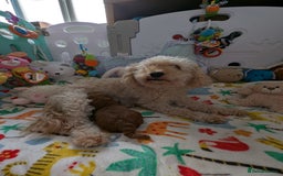 Cavapoo dogs for sale: F1B Deep Fox Red High Quality DNA Clear Puppy  - Image 2