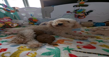 Cavapoo dogs - Advert 4