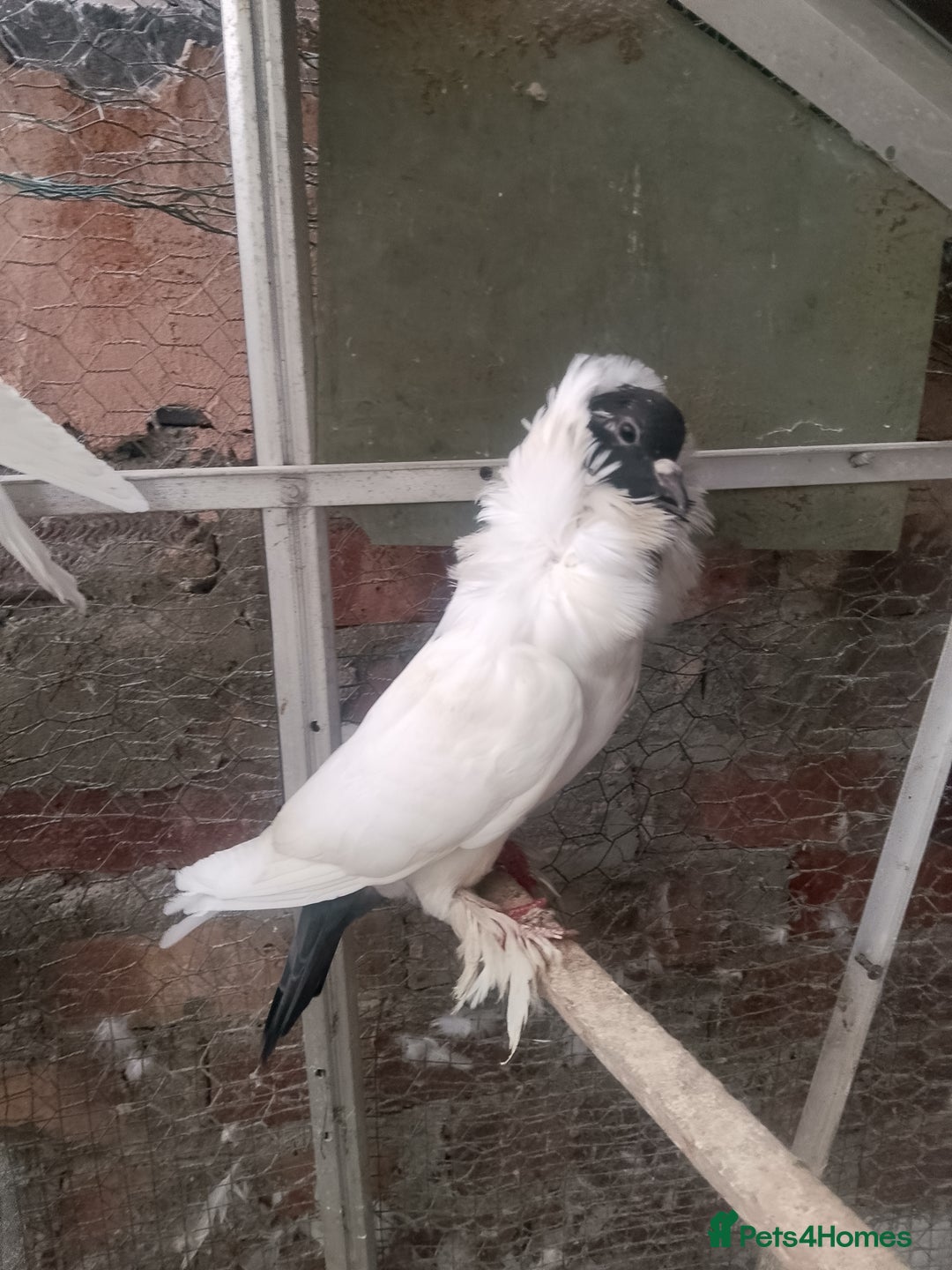 Pigeons birds for sale: Pigeon for sale - Advert 20