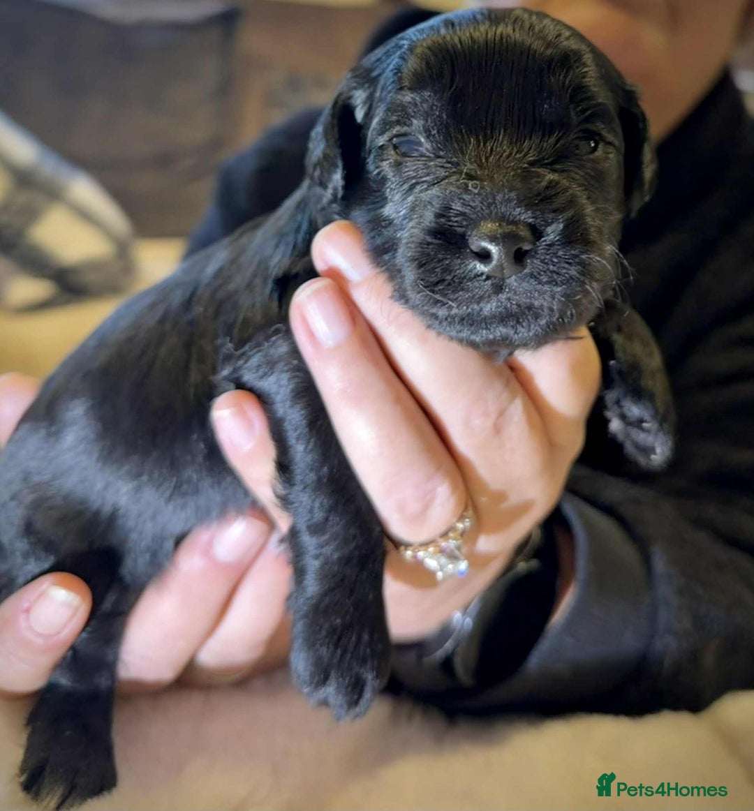 Mixed Breed dogs for sale: mother f1 cockapoo father jackapoo - Advert 6