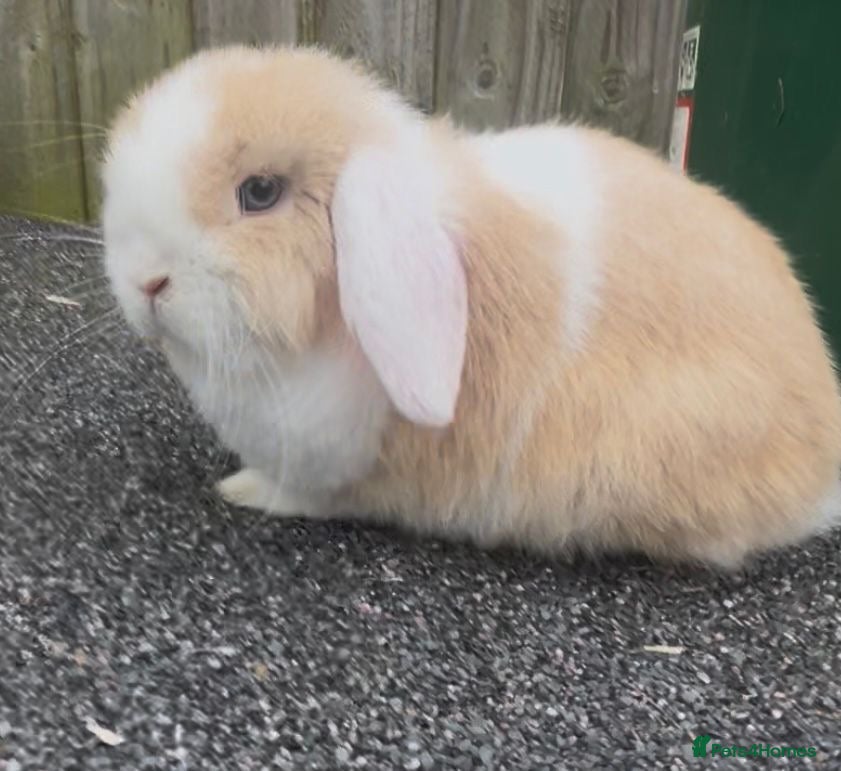 Mini Lop rabbits PEDIGREE MINI LOP BABIES READY TO LEAVE NOW  - Advert 18