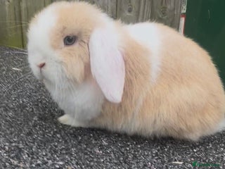 Mini Lop rabbits PEDIGREE MINI LOP BABIES READY TO LEAVE NOW - Advert 18