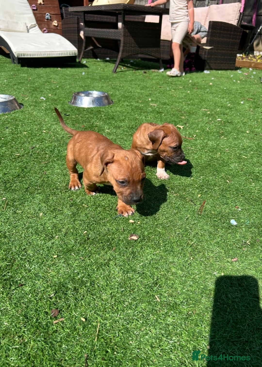 Staffordshire Bull Terrier dogs for sale: Amazing Red Staffordshire bullterrier puppies - Image 16