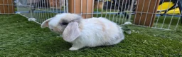 Mini Lop rabbits for sale: Two boys and two girls wait for new home in Ilkeston - Advert 3