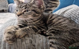 Ragdoll cats for sale: Ragdoll cross - Image 32