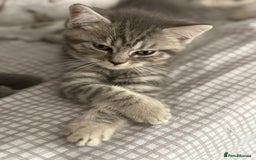 Mixed Breed cats for sale: Beautiful fur babies BSH x Scottish Straight - Image 4