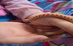 Snake reptiles for sale: Western hognose - red albino het snow - Image 2