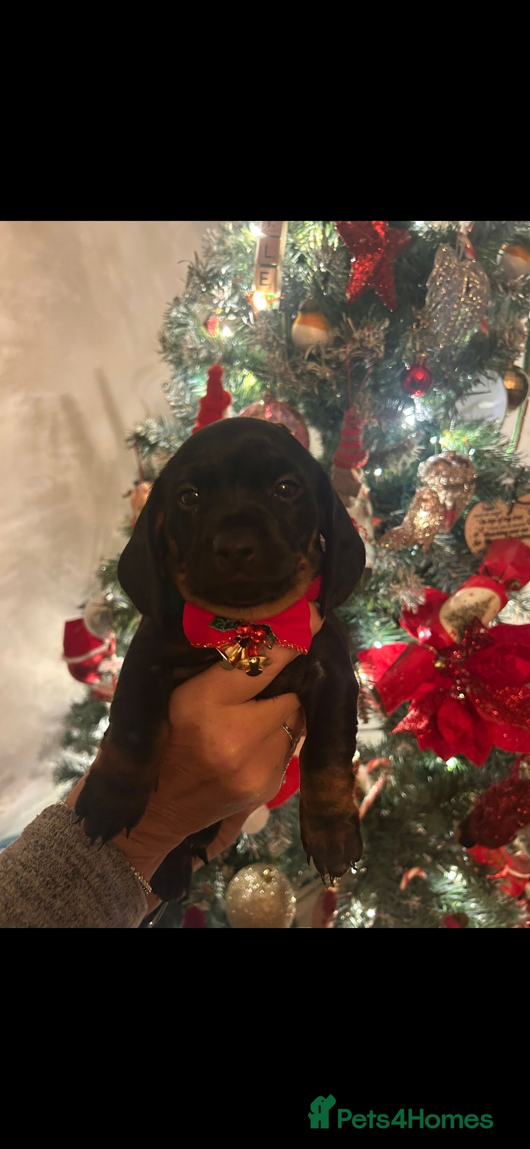 Dachshund dogs for sale: Standard Dadchund for sale  - Advert 4