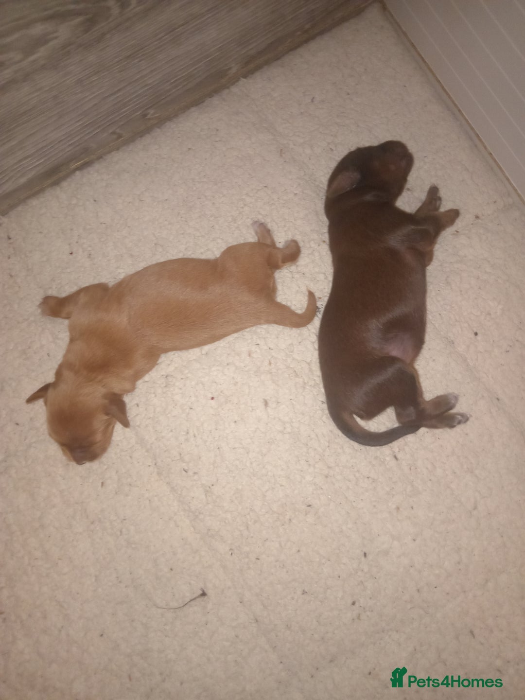 Mixed Breed dogs for sale: Colliepoo x Brittany  - Image 3