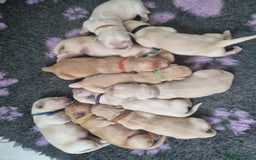 Golden Retriever dogs for stud: KC Golden for Stud - Image 9