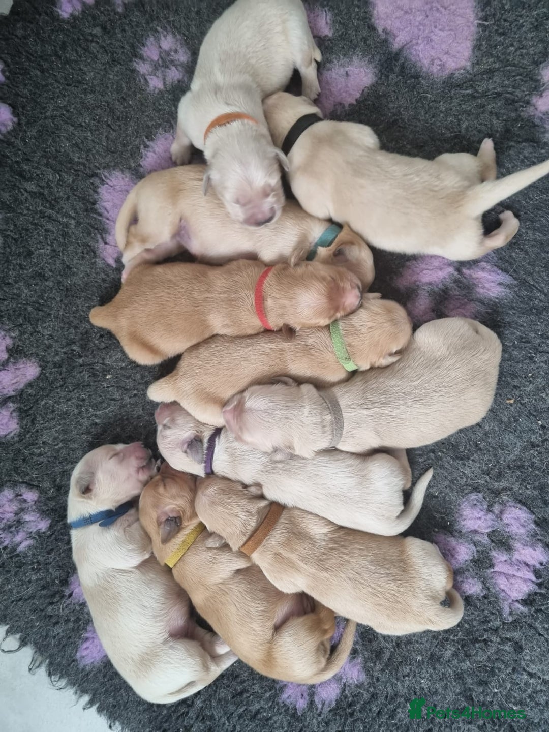 Golden Retriever dogs for stud: KC Golden for Stud - Image 9