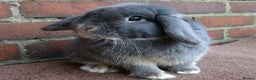 Mini Lop rabbits for sale: Stunning babies various ages vaccinated  - Advert 18