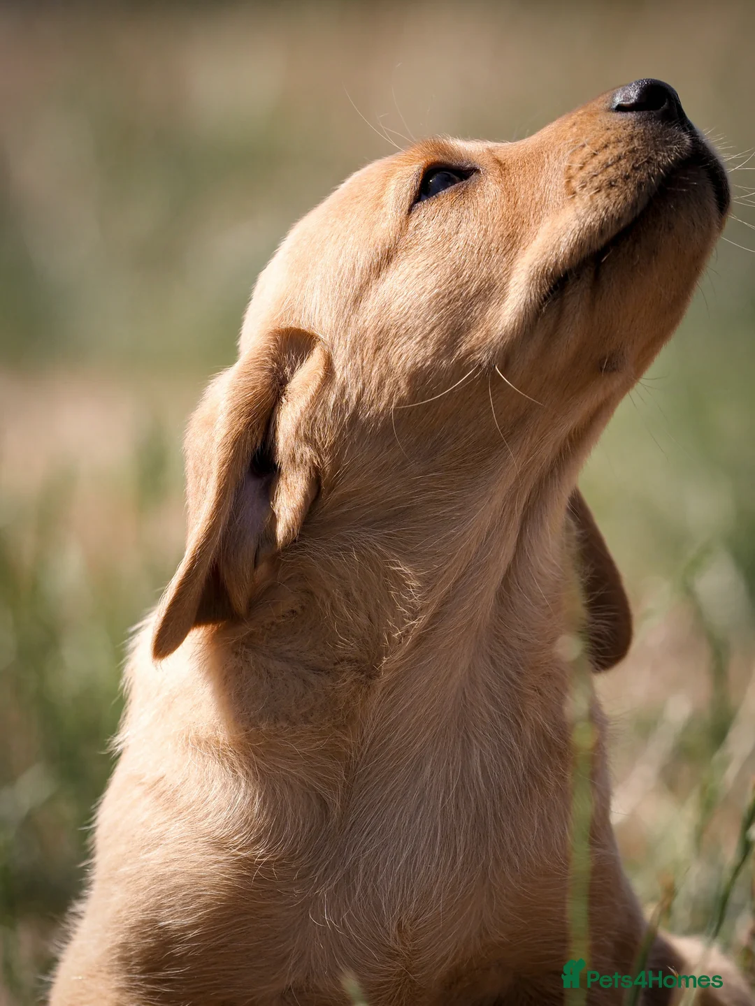 Labrador Retriever dogs for sale: Elite Litter: KC Registered Fox Red Labrador Pups - Advert 31
