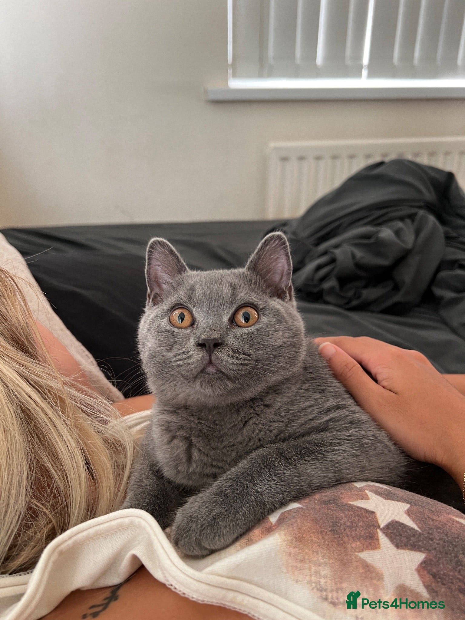 British Shorthair cats British shorthair blue boy - Advert 2