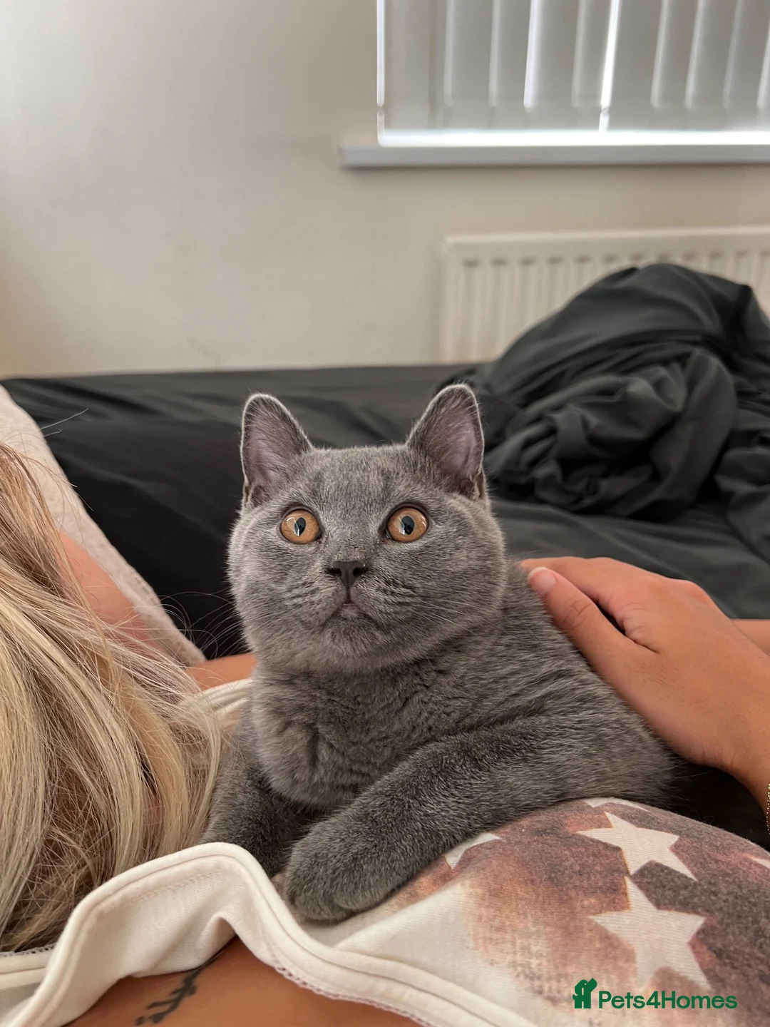 British Shorthair cats for sale: British shorthair blue boy - Advert 2