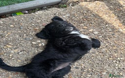 Cockerdor dogs for sale: 3 beautiful cockerador baby’s  - Image 10