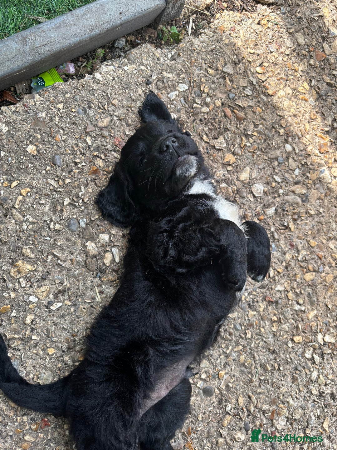 Cockerdor dogs for sale: 3 beautiful cockerador baby’s  - Image 10