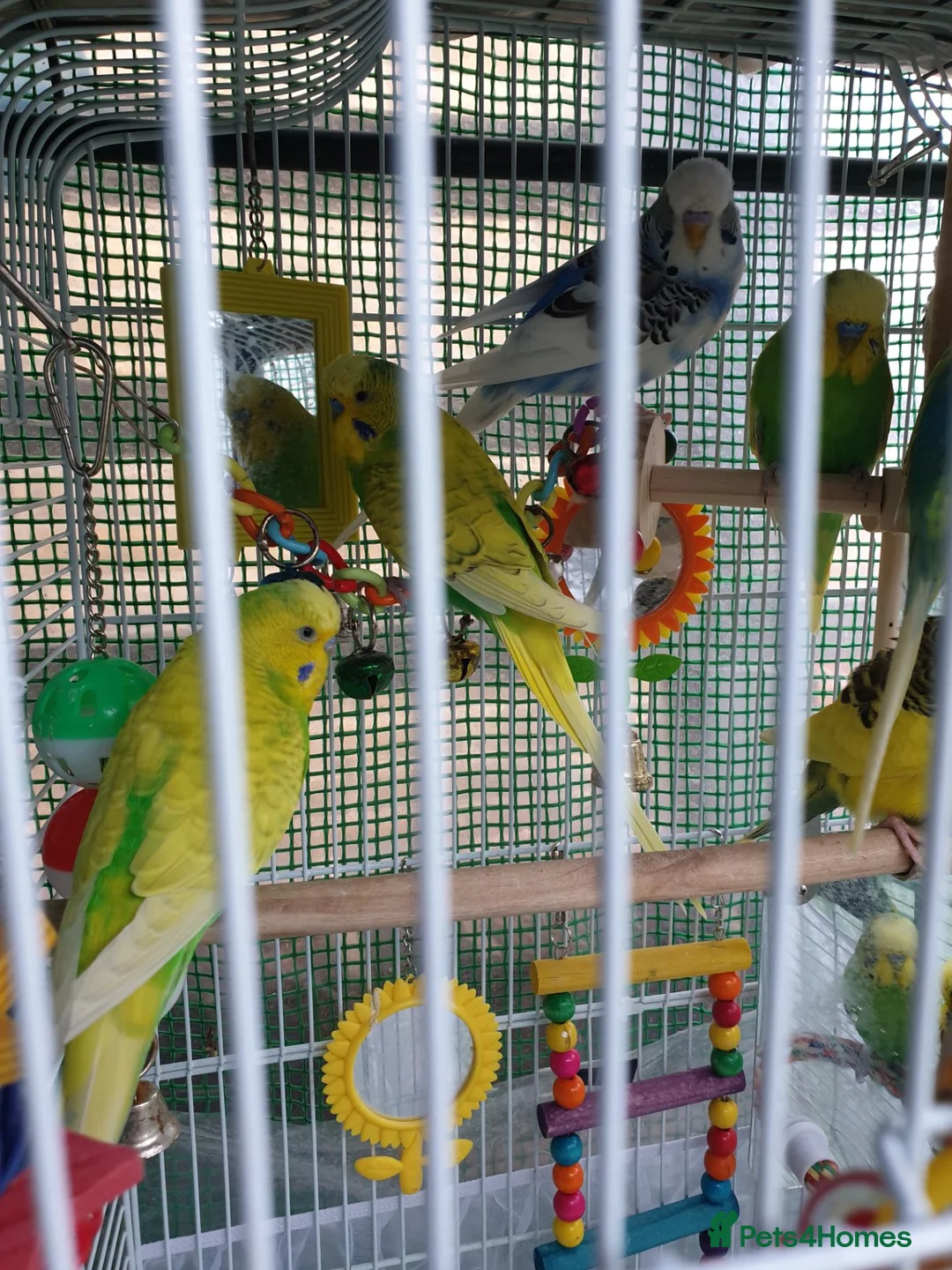 Budgerigars birds for sale: Buggies males only, adults/4 - Advert 2