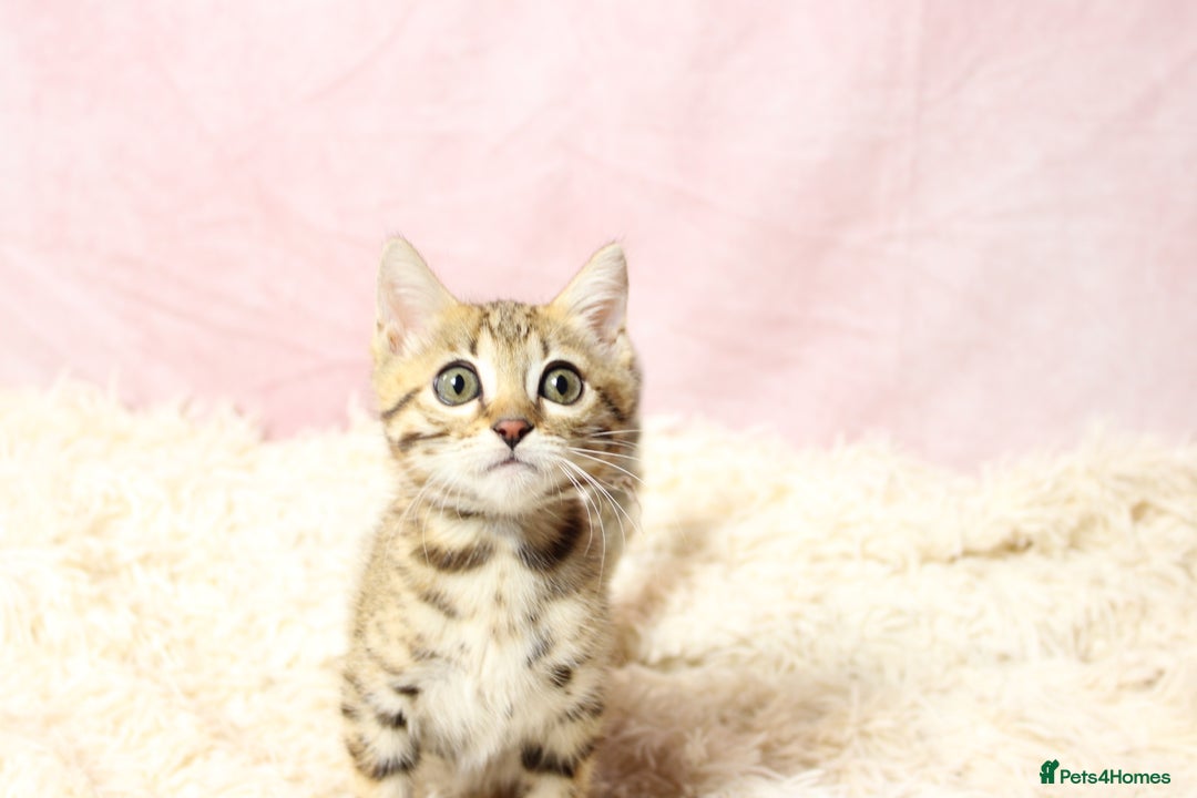 Bengal cats for sale: 🔥Stunning Bengal Kittens Available🔥 - Image 6