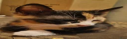 Domestic Shorthair cats for sale: 5 beautiful lovely kittens 🐾🐾 in Boston - Advert 26