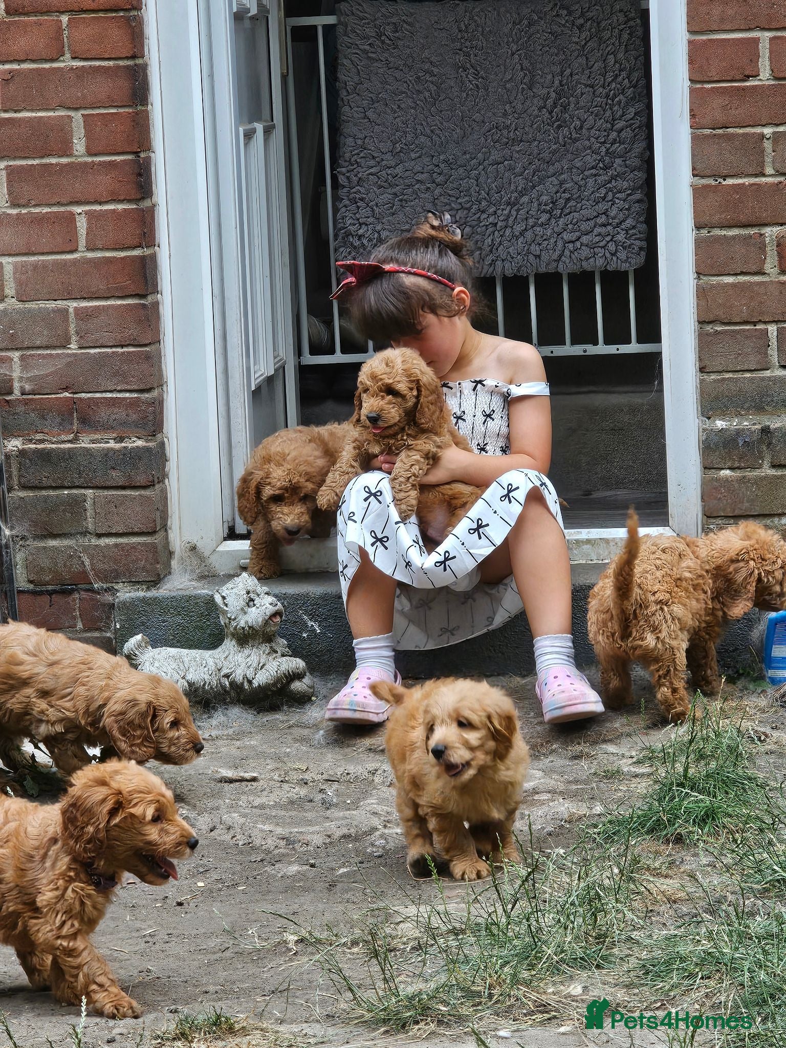 Mini Goldendoodle dogs Goldendoodle F1b Ready Now - Advert 2