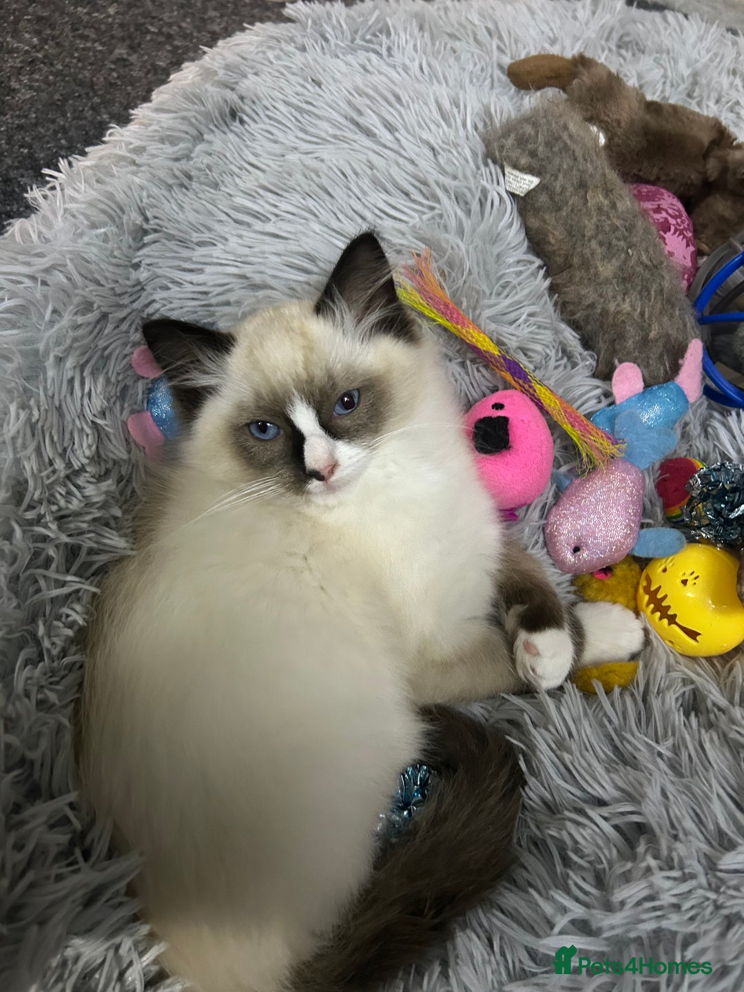 Ragdoll cats for sale: Ragdoll - Image 2