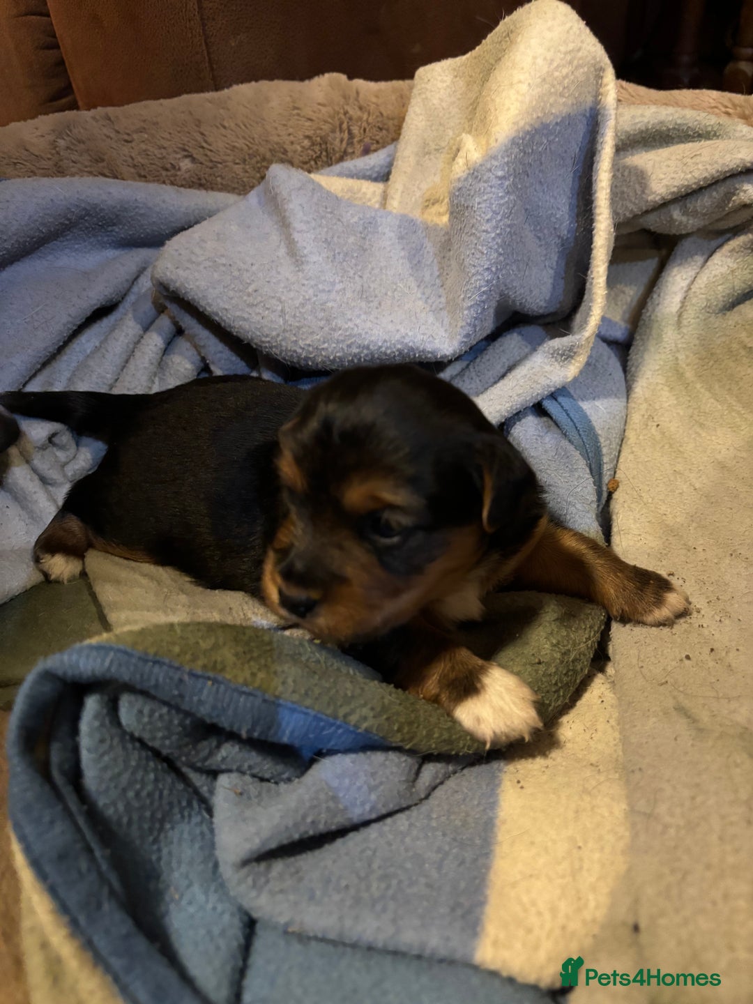 Jack Russell dogs for sale: Jack Russell terrier Pups!  - Advert 10