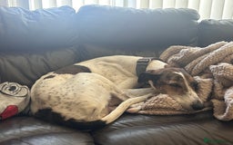 Mixed Breed dogs for sale: Lurcher x wiggy pups - Image 7