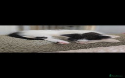 Mixed Breed cats for sale: Domestic short hair x Ragdoll - Image 21