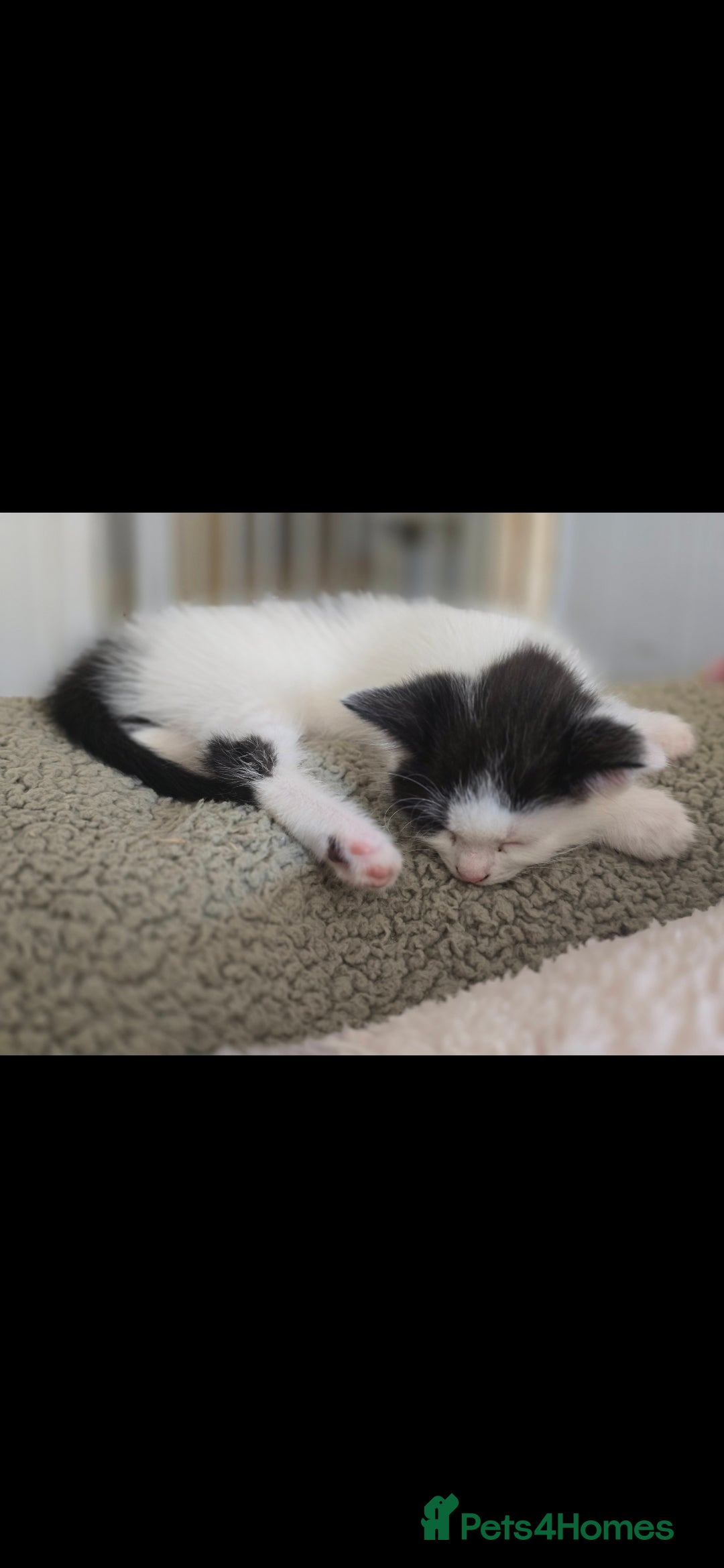 Mixed Breed cats for sale: Domestic short hair x Ragdoll - Image 21