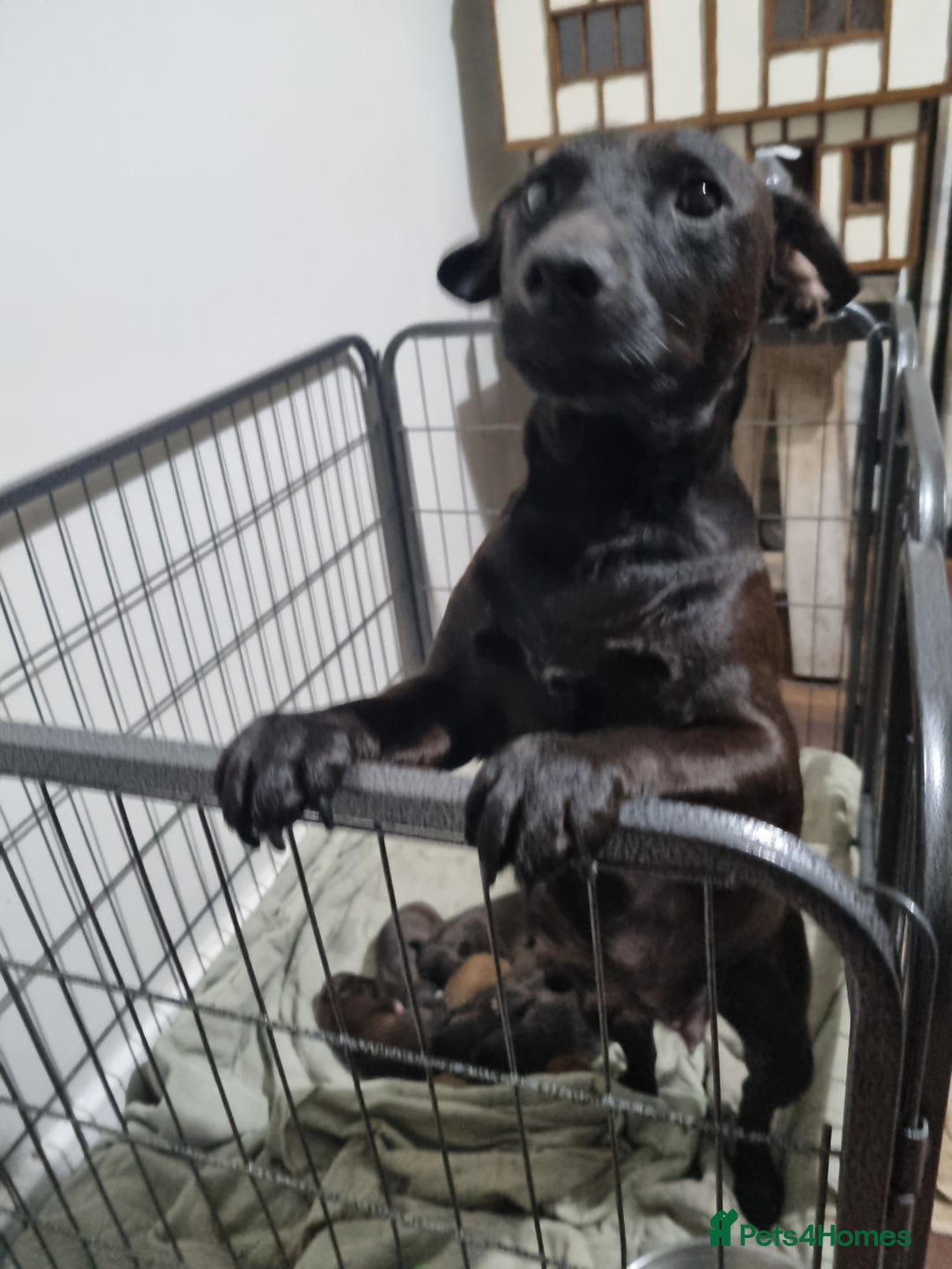 Patterjack dogs for sale: Paterjacks  - Image 9