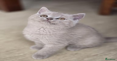 British Shorthair cats - Advert 2