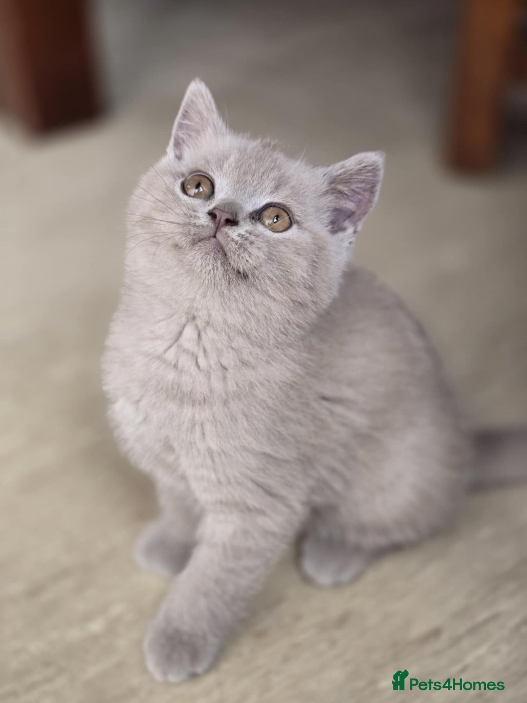 British Shorthair cats for sale: British shorthair  - Image 2