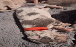 Lurcher dogs for sale: Saluki Lurcher  - Image 5