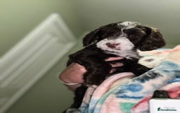 Cockapoo dogs for sale: My beautiful Cockapoo babies Ready Now  - Image 5