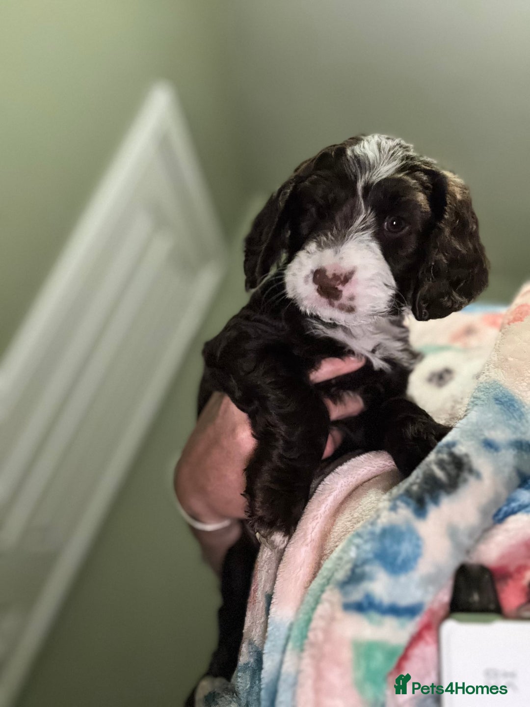 Cockapoo dogs for sale: My beautiful Cockapoo babies Ready Now  - Image 5