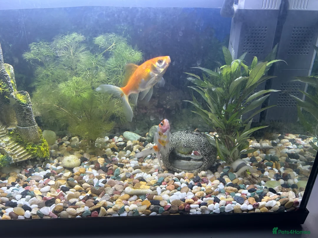 Goldfish fish for sale: Comet Goldfish in Enfield - Advert 2