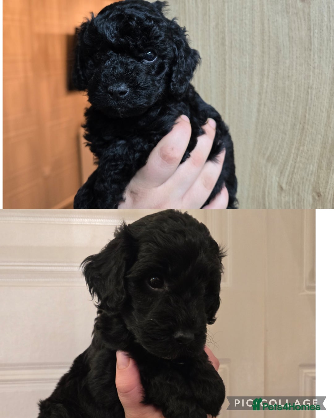 Cavapoo dogs for sale: Cavapoo puppies  - Image 3